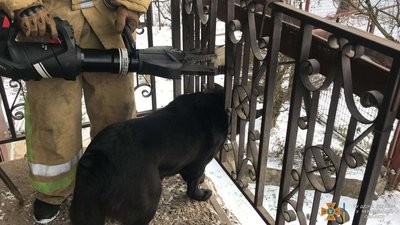 У Чернівцях собака застряг в металевій огорожі на балконі. Його звільнили рятувальники У Чернівцях собака застряг в металевій огорожі на балконі. Його звільнили рятувальники