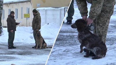 На Львівщині завершили навчання 137 кінологів та їхні собаки