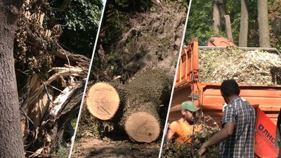 Предмети побуту та скульптури: як у Львові використають повалені дерева