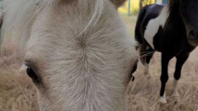 Валет та Поняшка. Миколаївський зоопарк прихистив двох поні з лінії фронту