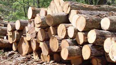 За незаконну рубку в заповіднику прокуратура затвердила чоловікові обвинувачення