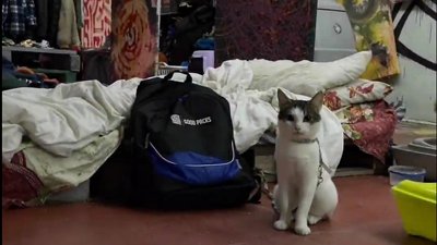 У Львові власники евакуйованих чотирилапих отримують для них набори, які передали з США