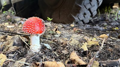 Грибочок під машиною