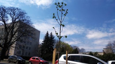 25 саджанців каштанів висаджують на вулиці Соборній у Хмельницькому.