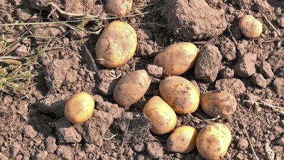 капюшон жінки затягнуло у копачку на Волині