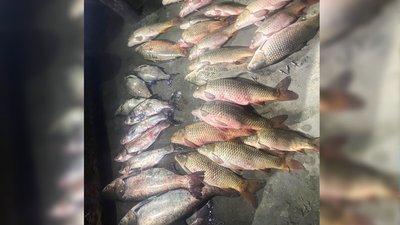 На Миколаївщині рибалки незаконно наловили риби на понад 100 тисяч гривень