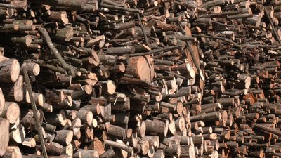 "Укрзалізниця" має сплатити понад 156 тис. грн за незаконну порубку дерев на Рівненщині