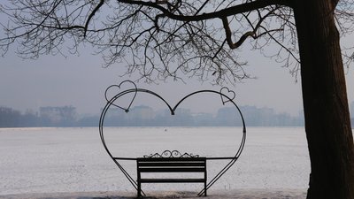 Голуби, птахи
