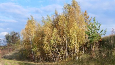 Погода на Рівненщині, берези, берези восени