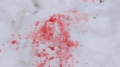"рожевий сніг" у Харкові