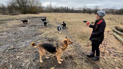 Розводить та тренує собак-пошуківців: як жителька Криму, яка переїхала на Чернігівщину, розпочала власну справу