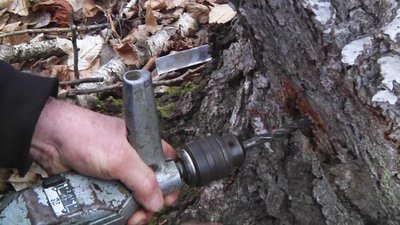 Збір березового соку на Житомирщині: що дозволено і за що штрафують Збір березового соку на Житомирщині: що дозволено і за що штрафують