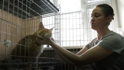Рудий мейн кун на прізвисько Барік. У Дніпрі лікують кота-переселенця з Харкова