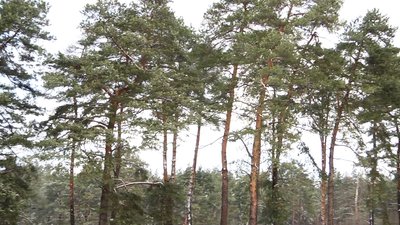 На Запоріжжі понад 1,7 мільйона гривень відшкодує лісове господарство за порушення вимог