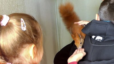 "Йому холодно на вулиці":мешканці Глухова шукають прихисток для безпритульного лелеки "Йому холодно на вулиці":мешканці Глухова шукають прихисток для безпритульного лелеки
