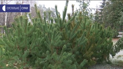 Пере новим роком 2021 на Сумщині вже продали майже 3000 ялинок