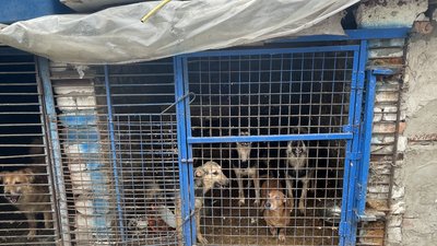 Алабай Бахар, якого врятували волонтери з Полтавщини, віднайшов свого господаря – воїна ЗСУ Алабай Бахар, якого врятували волонтери з Полтавщини, віднайшов свого господаря – воїна ЗСУ