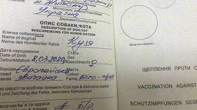 В ліцеї у Житомирі прихистили бездомну кішку, яка під час повітряних тривог спускалася з дітьми у сховище В ліцеї у Житомирі прихистили бездомну кішку, яка під час повітряних тривог спускалася з дітьми у сховище