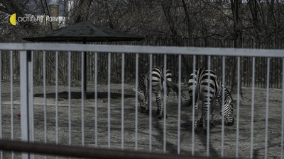 “Які в нас зараз ім’я в голові? Байрактар” — Як живе київський зоопарк в умовах війни “Які в нас зараз ім’я в голові? Байрактар” — Як живе київський зоопарк в умовах війни