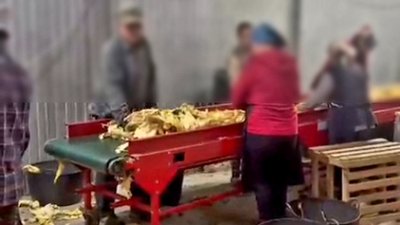 підпільна тютюнова фабрика на агропідприємстві буковини