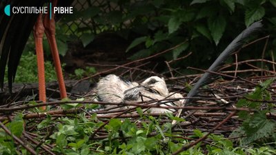 У Рівненському зоопарку лелеки в неволі вивели пташенят У Рівненському зоопарку лелеки в неволі вивели пташенят