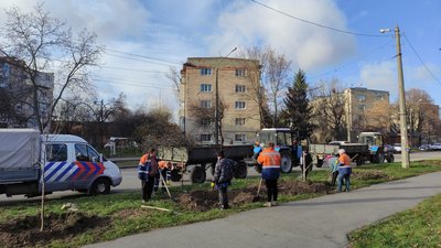 Від початку місяця у Полтаві висадили майже шість десятків дерев Від початку місяця у Полтаві висадили майже шість десятків дерев