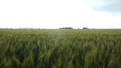 Земля на продаж: чого чекати та як продаватиметься на Донеччині