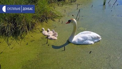 Лебідь Лебідь