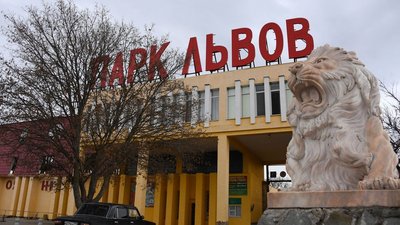 У парку "Тайган" у Криму леви розірвали левицю — "Крим.Реалії"