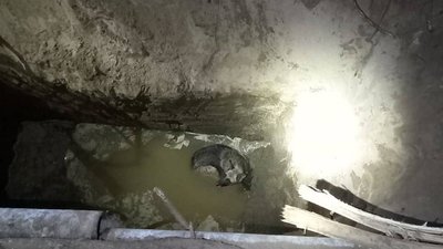 У Дніпрі надзвичайники врятували собаку