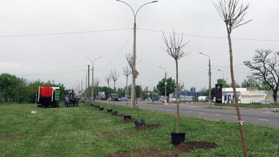 Висадка дерев у Миколаєві