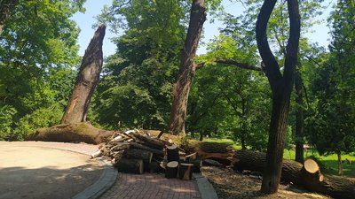 Предмети побуту та скульптури: як у Львові використають повалені дерева Предмети побуту та скульптури: як у Львові використають повалені дерева
