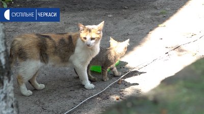 Черкасців закликали подбати про воду для безпритульних тварин Черкасців закликали подбати про воду для безпритульних тварин