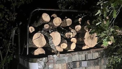 вирубка лісів, крим, дуб, граб, Севастополь, Верхньосадове