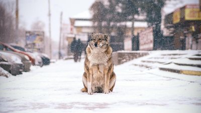 Зима, похолодання, сніг, мороз, погіршення погоди, синоптик, циклон, ожеледиця