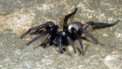 Медик Петров повідомив, що в селі біля Ужгорода виявили австралійського павука. У тергромаді інформацію не підтвердили