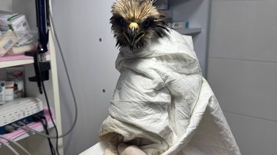 Військові врятували рідкісного хижака: шуліку доставили на реабілітацію до Полтавщини