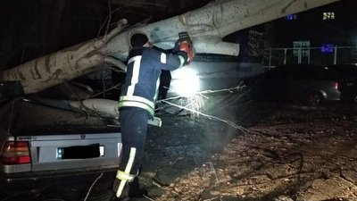 У Запоріжжі через сильні пориви вітру дерево впало на авто. Травмувався водій