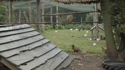 Зайці, фазани та перепілки: як вирощують тварин в лісництві на Вінниччині