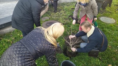 Акція "16 днів проти насильства": у Львові висадили кущі калини Акція "16 днів проти насильства": у Львові висадили кущі калини