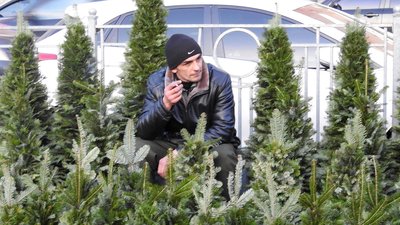Новорічна ялинка: які ціни та де можна придбати хвойні у Києві