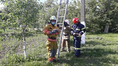 Біля Рівного врятували лелеченя, що випало з гнізда Біля Рівного врятували лелеченя, що випало з гнізда