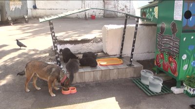 У Вінниці волонтери створили будиночок для безпритульних тварин