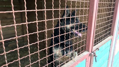 Десять службових вівчарок передали волонтери з Брусилівщини прикордонникам Житомирщини Десять службових вівчарок передали волонтери з Брусилівщини прикордонникам Житомирщини