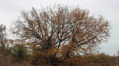 У Марганці на Дніпропетровщині врятували від спилювання віковий дуб