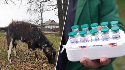 Карантин через сказ запровадили у селі Глинськ на Кіровоградщині