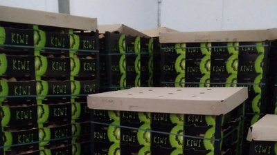 Договір на 500 тисяч євро. На Буковині у підприємиці вилучили понад 700 ящиків ківі Договір на 500 тисяч євро. На Буковині у підприємиці вилучили понад 700 ящиків ківі