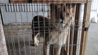 На Івано-Франківщині чоловік, який доглядає лева, не хоче віддавати його у притулок