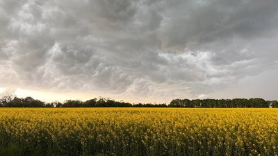 Поле, засіяне ріпаком