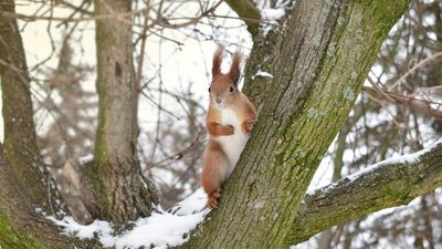 сніг черкаси сніг черкаси